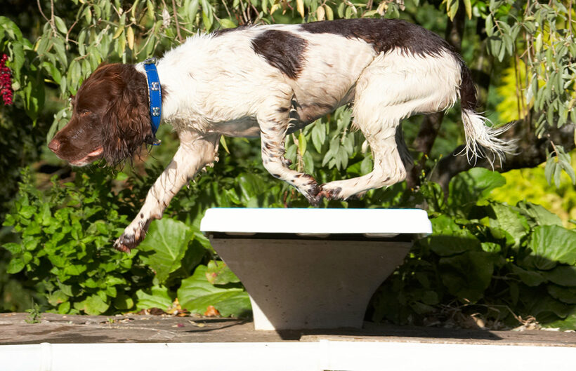 Dog, Dogs, George, Pool, Spaniels, Springer Spaniel, Swimming