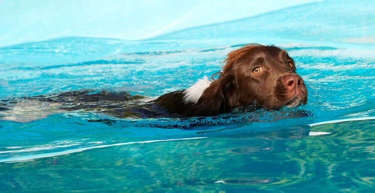 Dog, Dogs, George, Pool, Spaniels, Springer Spaniel, Swimming