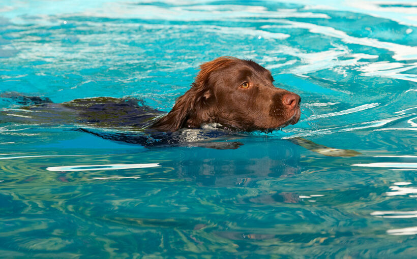 Dog, Dogs, George, Pool, Spaniels, Springer Spaniel, Swimming