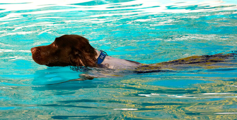 Dog, Dogs, George, Pool, Spaniels, Springer Spaniel, Swimming