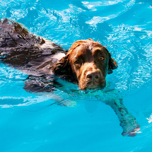 Dog, Dogs, George, Pool, Spaniels, Springer Spaniel, Swimming