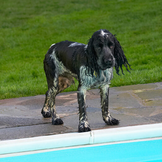 Charlie, Cocker spaniel, Dog, Dogs, Pool, Spaniels, Swimming
