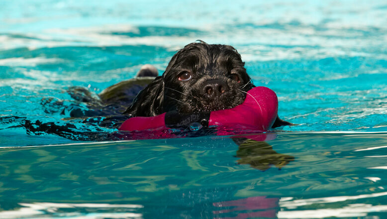 Charlie, Cocker spaniel, Dog, Dogs, Pool, Spaniels, Swimming