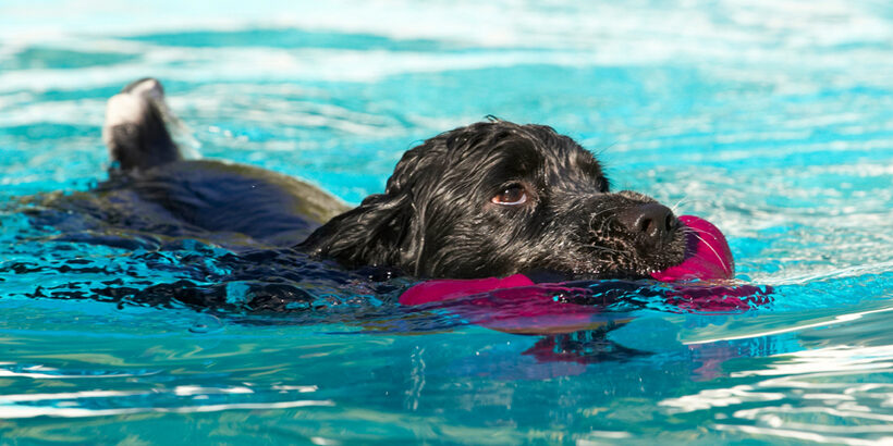 Charlie, Cocker spaniel, Dog, Dogs, Pool, Spaniels, Swimming