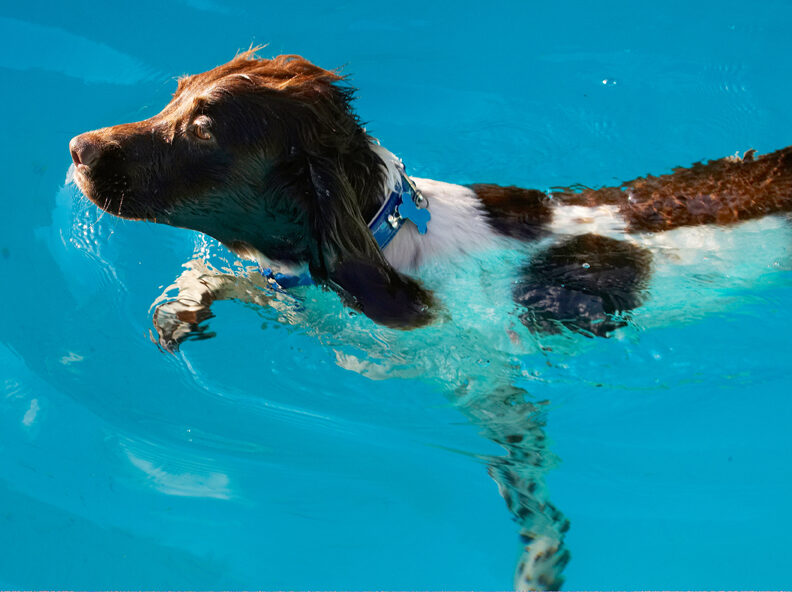Dog, Dogs, George, Pool, Spaniel, Springer, Swimming
