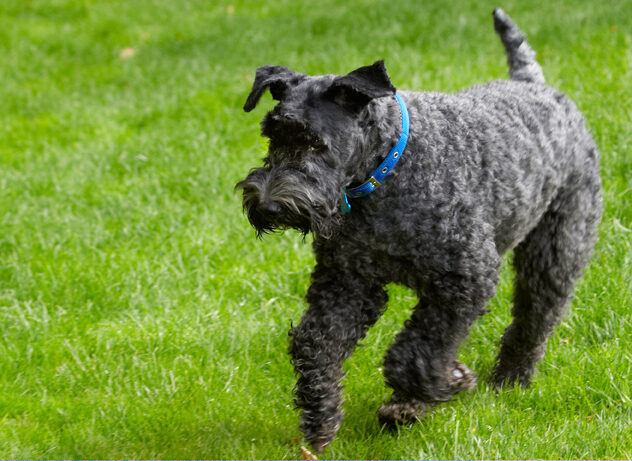 Dog, Dogs, Kerry Blue Terrier, Paddy, Terriers