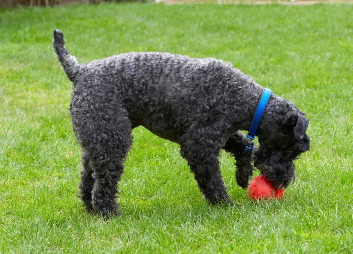 Dog, Dogs, Kerry Blue Terrier, Paddy, Terriers