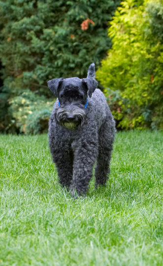 Dog, Dogs, Kerry Blue Terrier, Paddy, Terriers