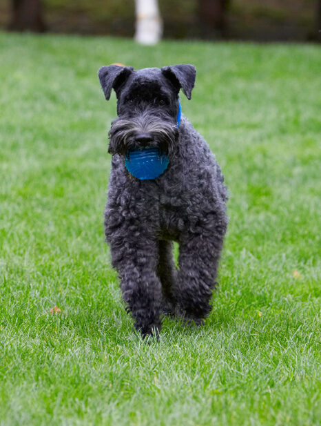 Dog, Dogs, Kerry Blue Terrier, Paddy, Terriers
