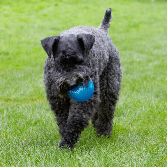 Dog, Dogs, Kerry Blue Terrier, Paddy, Terriers