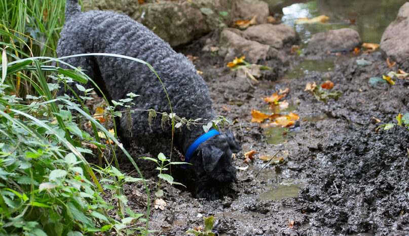 Dog, Dogs, Kerry Blue Terrier, Paddy, Terriers