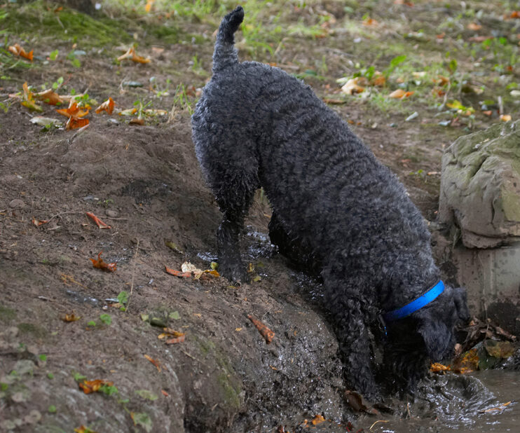 Dog, Dogs, Kerry Blue Terrier, Paddy, Terriers