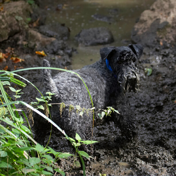 Dog, Dogs, Kerry Blue Terrier, Paddy, Terriers