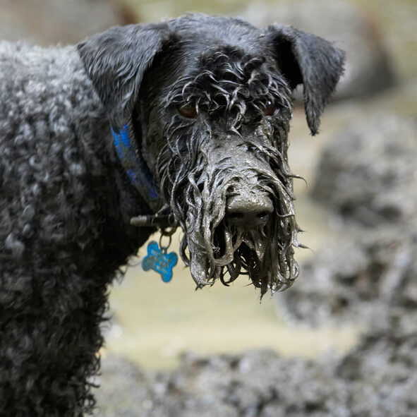 Dog, Dogs, Kerry Blue Terrier, Paddy, Terriers