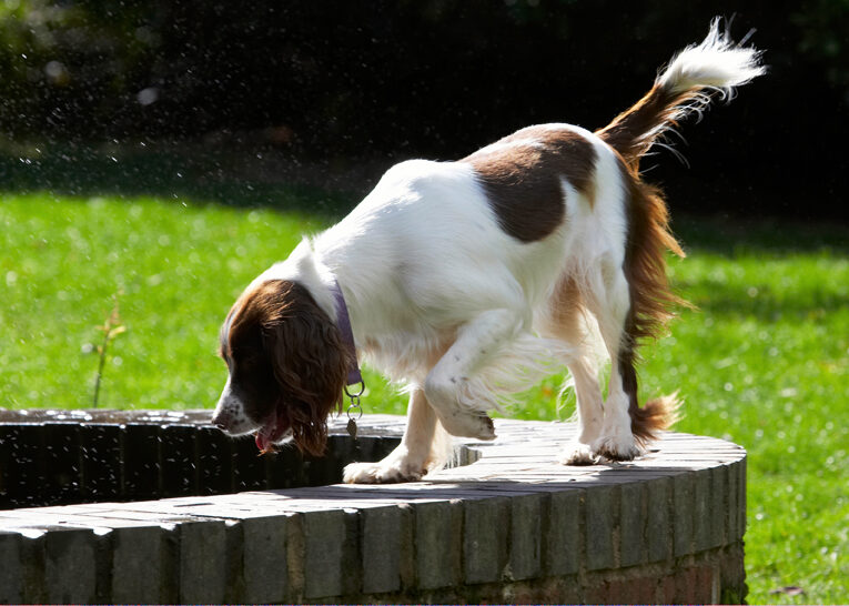 Dog, Dogs, Lola, Spaniels, Springer Spaniel, Tongue