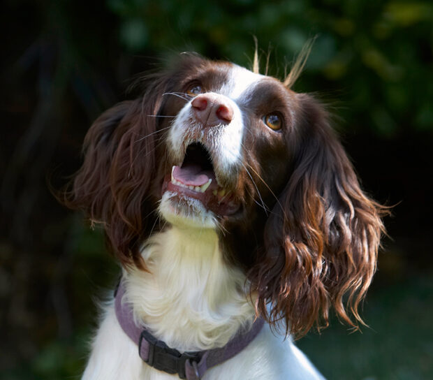 Dog, Dogs, Lola, Spaniels, Springer Spaniel