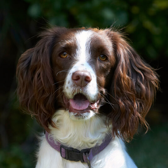 Dog, Dogs, Lola, Spaniels, Springer Spaniel, Tongue