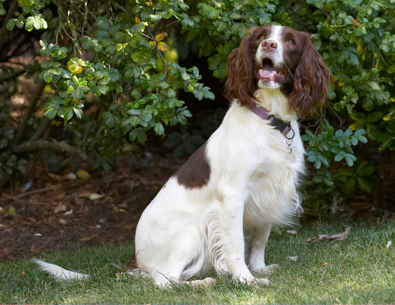 Dog, Dogs, Lola, Spaniels, Springer Spaniel, Tongue