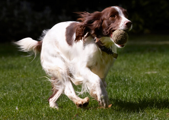 Dog, Dogs, Lola, Spaniels, Springer Spaniel, Tongue