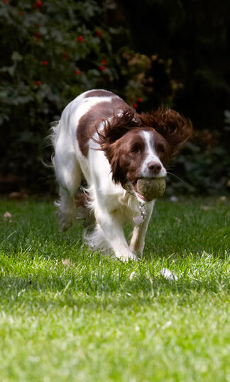 Dog, Dogs, Lola, Spaniels, Springer Spaniel