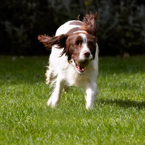 Dog, Dogs, Lola, Spaniels, Springer Spaniel