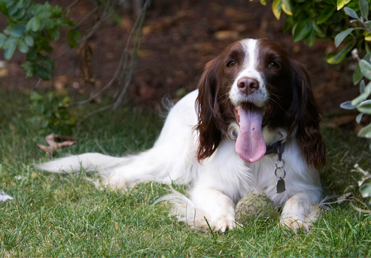 Dog, Dogs, Lola, Spaniels, Springer Spaniel, Tongue