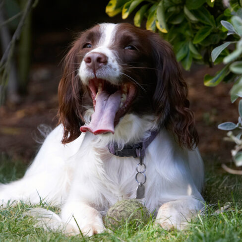 Dog, Dogs, Lola, Spaniels, Springer Spaniel, Tongue