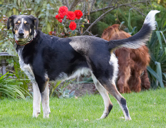 Dog, Dogs, Ella, Greek mutt, Tongue