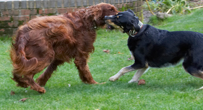 Alfie, Dog, Dogs, Ella, Greek mutt, Irish Setter