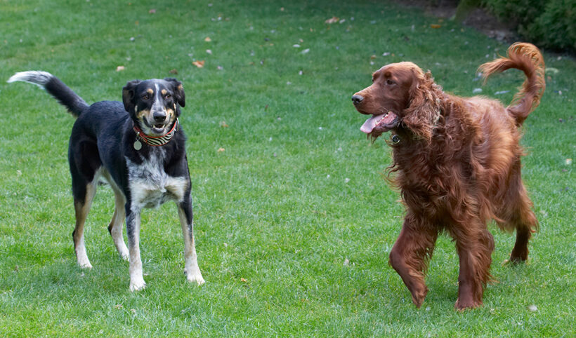 Alfie, Dog, Dogs, Ella, Greek mutt, Irish Setter, Tongue