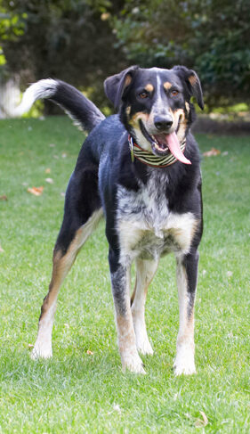 Dog, Dogs, Ella, Greek mutt, Tongue