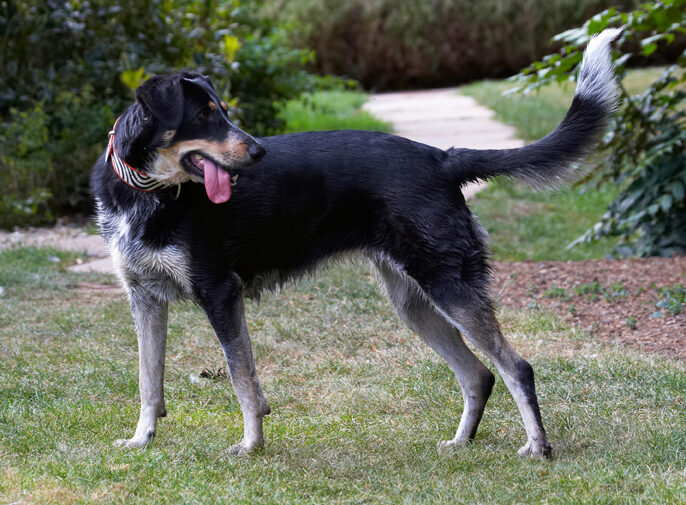 Dog, Dogs, Ella, Greek mutt, Tongue