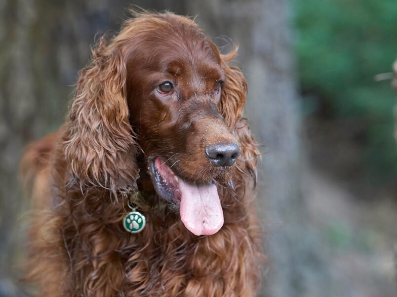 Aflie, Dog, Dogs, Irish Setter, Tongue