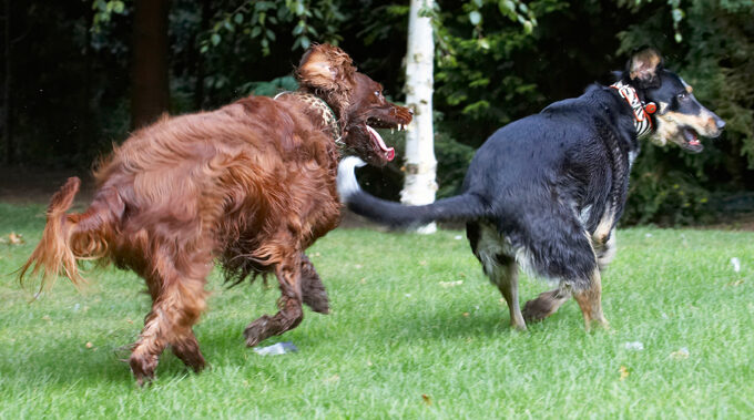 Alfie, Dog, Dogs, Ella, Greek mutt, Irish Setter