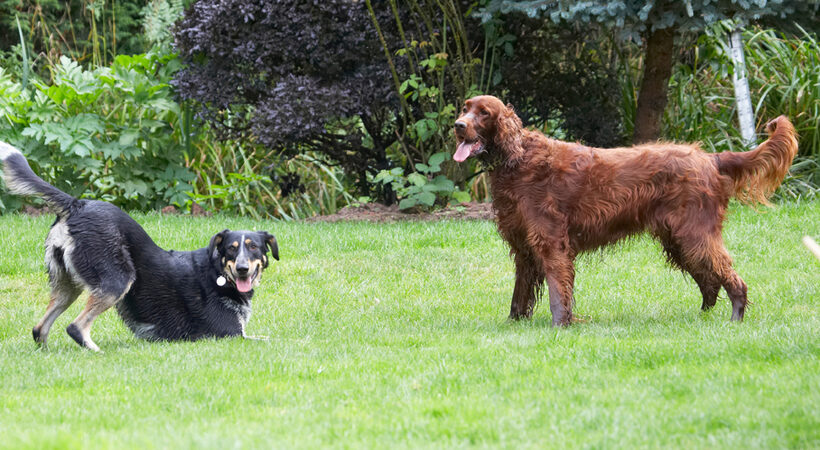 Alfie, Dog, Dogs, Ella, Greek mutt, Irish Setter, Tongue
