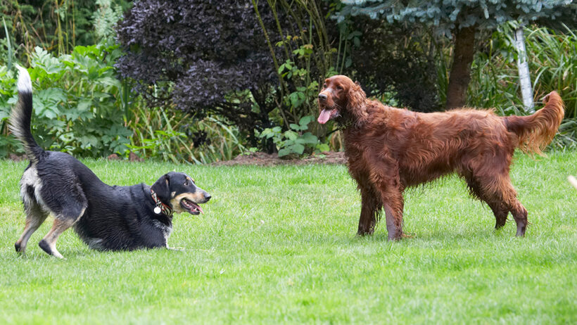 Alfie, Dog, Dogs, Ella, Greek mutt, Irish Setter, Tongue