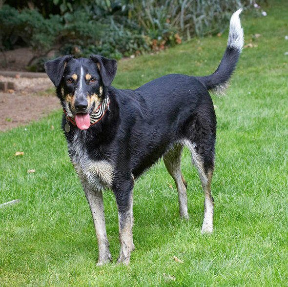 Dog, Dogs, Ella, Greek mutt, Tongue