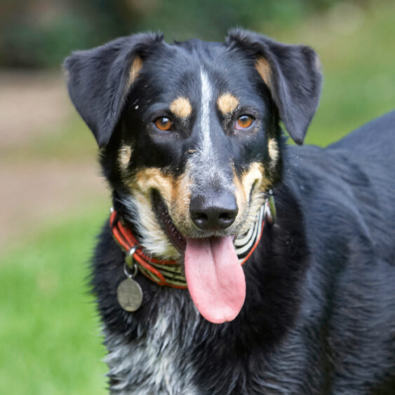 Dog, Dogs, Ella, Greek mutt, Tongue