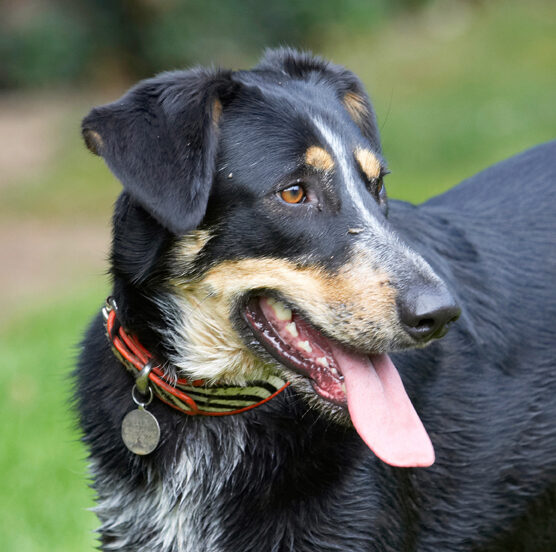 Dog, Dogs, Ella, Greek mutt, Tongue