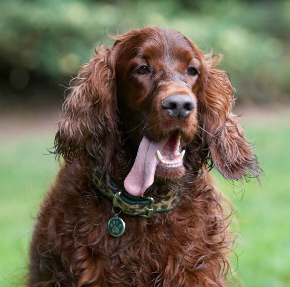 Aflie, Dog, Dogs, Irish Setter, Tongue