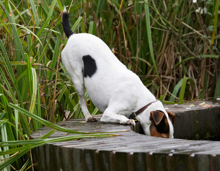 Mmm, mmm, mmm, pond water