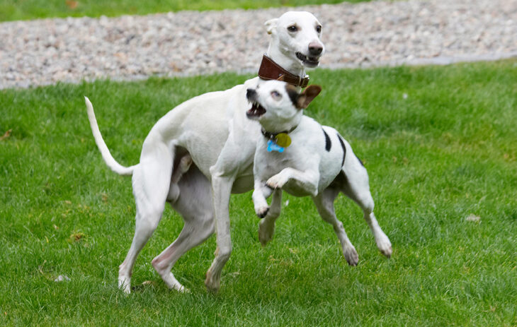 Dog, Dogs, Jack Russell Terrier, Okii, Terriers, Whippet, Willow
