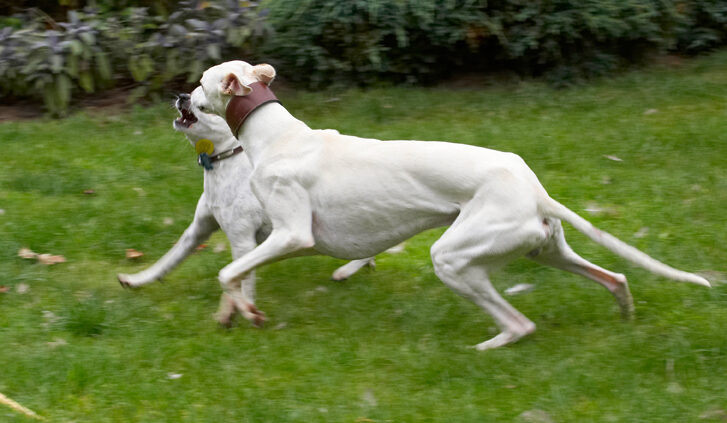 Dog, Dogs, Jack Russell Terrier, Okii, Terriers, Whippet, Willow