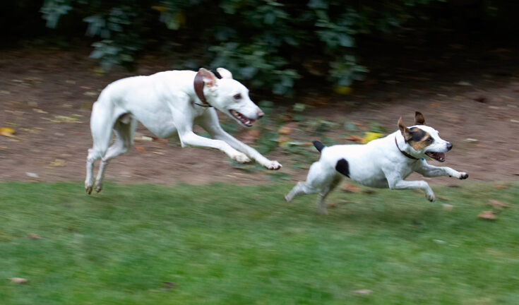 Dog, Dogs, Jack Russell Terrier, Okii, Terriers, Whippet, Willow