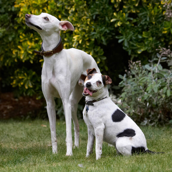 Dog, Dogs, Jack Russell Terrier, Okii, Terriers, Tongue, Whippet, Willow