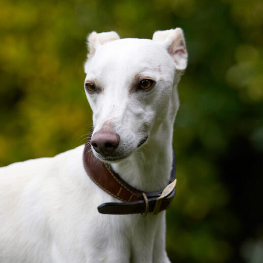 Dog, Dogs, Whippet, Willow