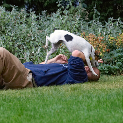 Dog, Dogs, Jack Russell Terrier, Okii, Terriers