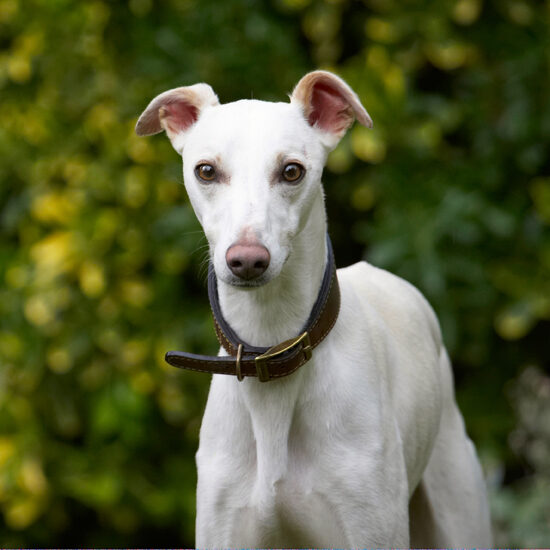 Dog, Dogs, Whippet, Willow