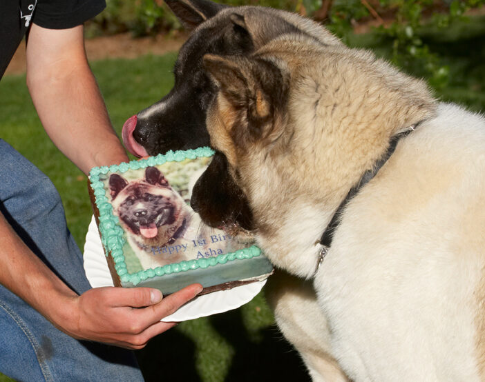 Akita, Asha, Birthday, Cake, Dog, Dogs, Sky, Tongue