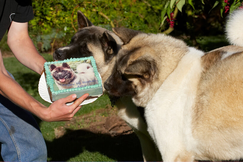 Akita, Asha, Birthday, Cake, Dog, Dogs, Grzegorz, Sky, Tongue